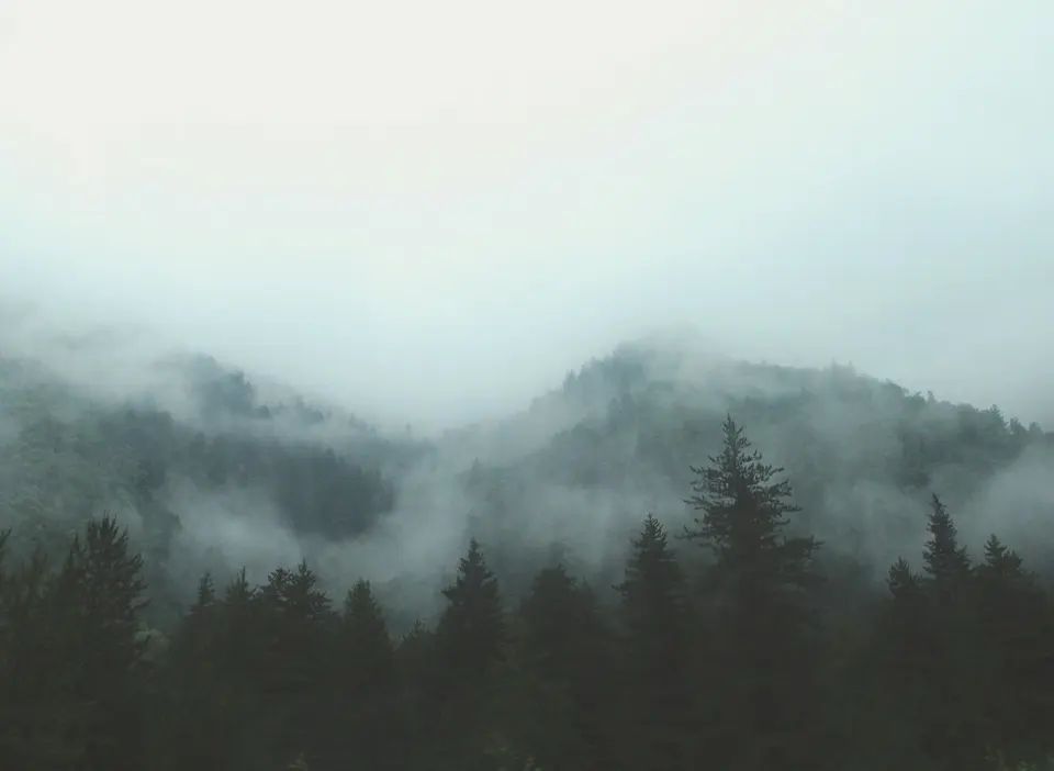 Forested hills surrounded by mist
